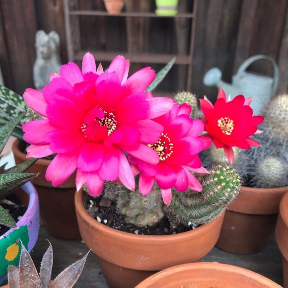 Meet your Posher, Adrienne - Picture 3 of 3